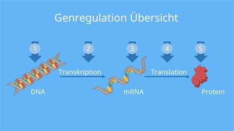 Genregulation Pro Und Eukaryoten Operon Modelle