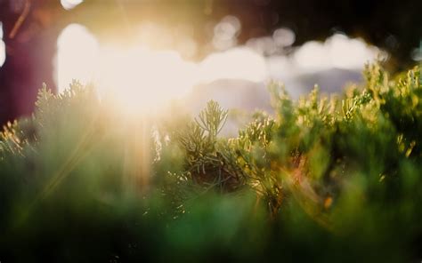 Green Leafed Plants Photography Sun Rays Grass Plants Hd Wallpaper