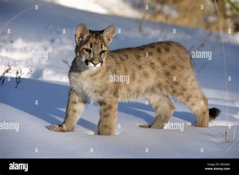 Mountain Lion Felis Concolor Baby In High Resolution Stock Photography