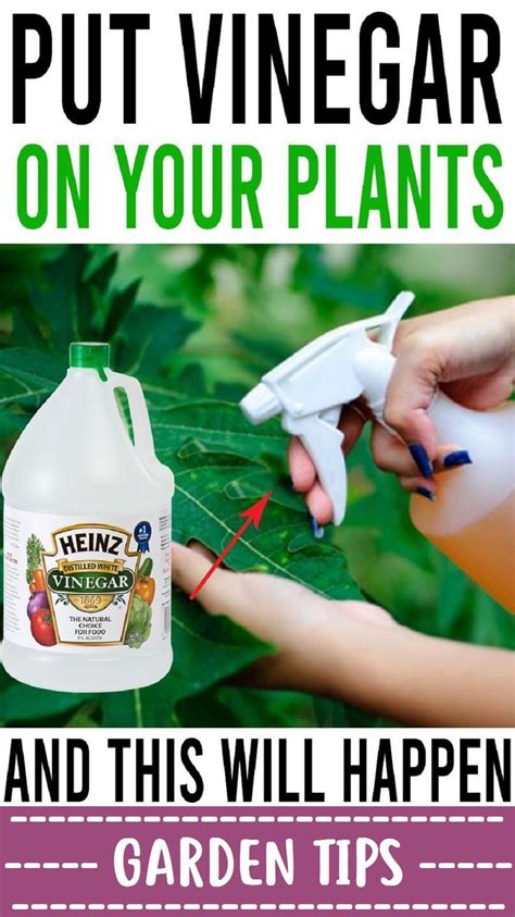 Vinegar Garden Plant Care Gardening Heinz Vinegar Vinegar Uses