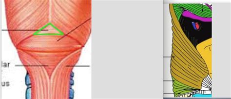 Ent Lecture 3 Quiz Quiz