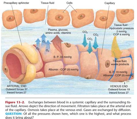 Capillaries - Anatomy and Physiology