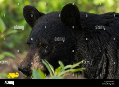 Black Bear Eating Plants Montana Hi Res Stock Photography And Images