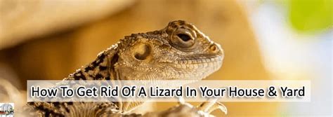 How to Get Rid of A Lizard in Your House - The Ultimate Guide to ...