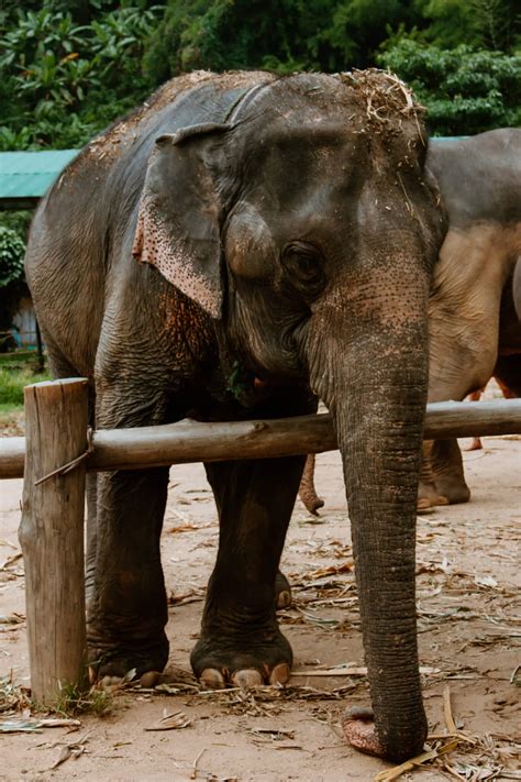 Elefanten Reiten In Thailand Ein Erfahrungsbericht