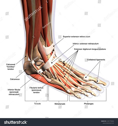 Foot Anatomy Chart