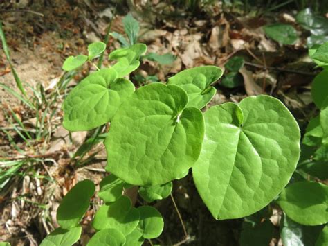 Epimedium pubigerum - Изображение особи - Плантариум