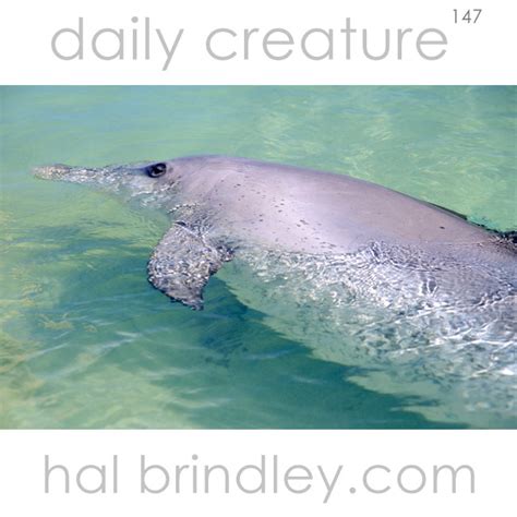 Daily Creature 147: Indo-Pacific Bottlenose Dolphin - Hal Brindley Wildlife Photography