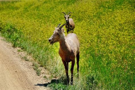 Premium Photo Badlands National Park South Dakota