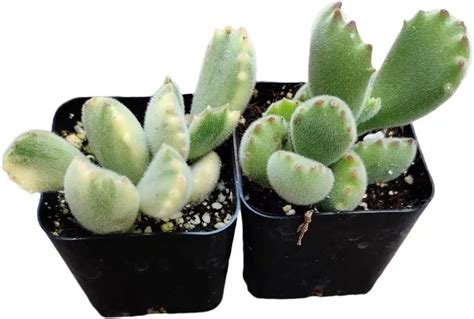 Amazon Uskc Live Succulent Cactus Plants Two Pot Set