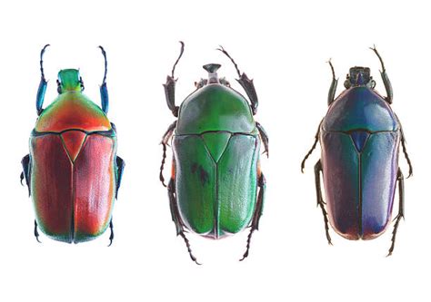 beetle shell stock  pictures royalty  images istock