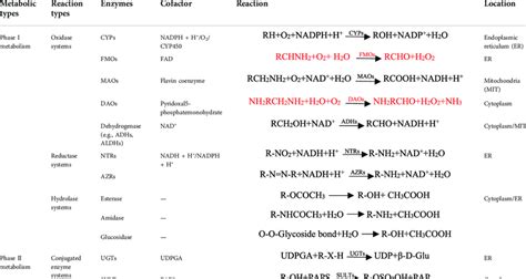 Enzymes involved in phase I and phase II metabolism. | Download Scientific Diagram