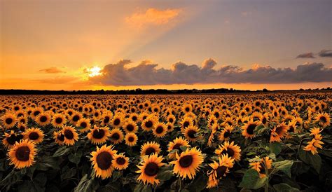 A sunflower sunset : pics