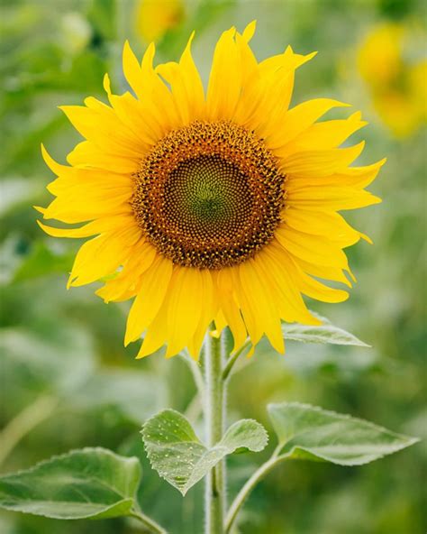 Sunspot Zwerg Sunflower Helianthus Annuus Gelbe Etsy