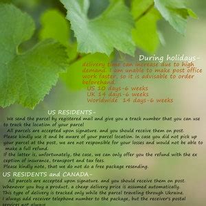 All Sizes Dried Pussywillow Branches Pussy Willow 9 31 Branch Rustic Home Decor Easter Dried