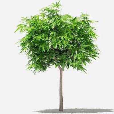 mango tree   model  cgaxis