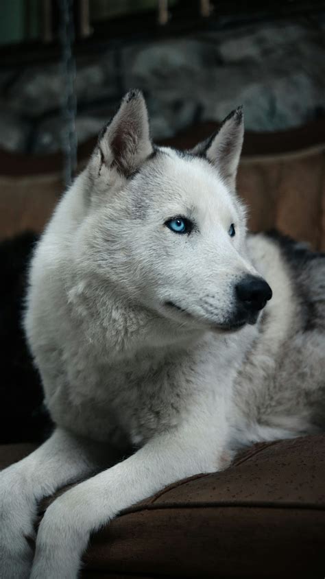 Husky With Blue Eyes Wallpaper Beautiful Eyes Siberian Husky Dog