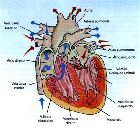 Morfologia Externa Do Coração - 100%Ciência: Morfologia do Coraçao