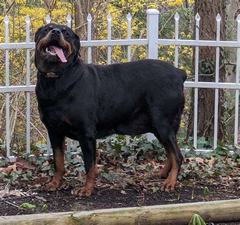 Big Booty Bailey : r/Rottweiler