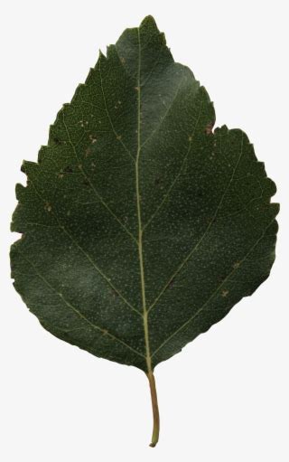 Green Tree Free Cut Out People Trees And Leaves Png River Birch