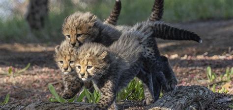 cheetah babies
