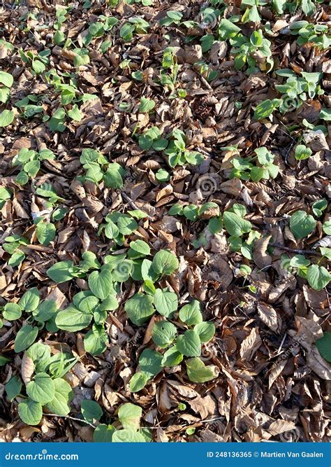 Forest with Budding Doronicum Plants. Stock Image - Image of budding