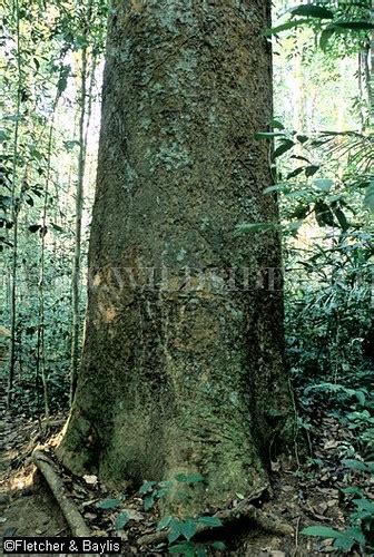 21920 Jelutong Tree Dyera Costulata In Lowland Rainfores Flickr