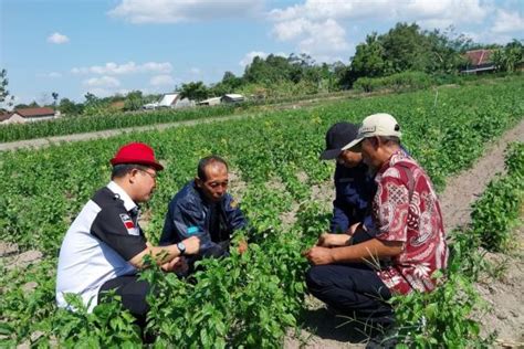 Begini Langkah Kementan Untuk Hadapi El Nino