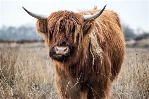 Brown Yak · Free Stock Photo