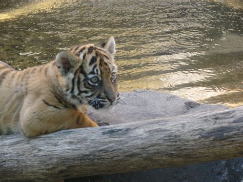cub  water  background sumatran tiger cub  dreamwo flickr