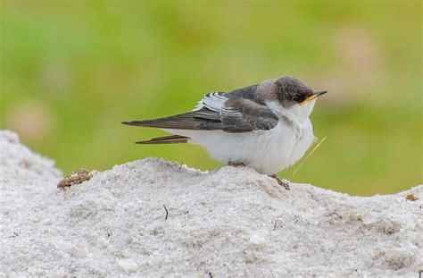 andorinha-do-rio (Tachycineta albiventer) | WikiAves - A Enciclopédia ...