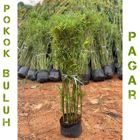 pokok buluh pagar thai buluh cina pokok buluh pelenting thai