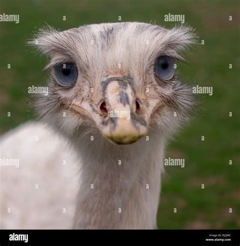 Rhea bird hi-res stock photography and images - Alamy