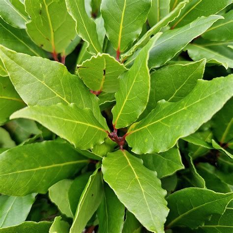 These 10 Common Herbs Have Secret Meanings and Symbolism