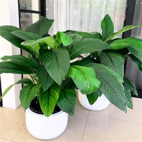 Cordyline Plant Care: Guide to Nurturing Your Tropical Plant
