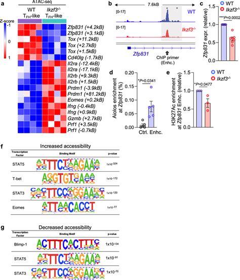 Aiolos Is Enriched At Key TFH Transcription Factor Gene Loci And Its