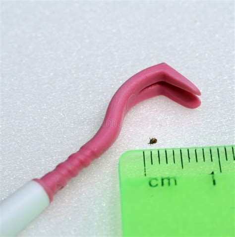 Lyme Disease Black Legged Deer Tick Nymph And Removal Tool Stock Photo ...