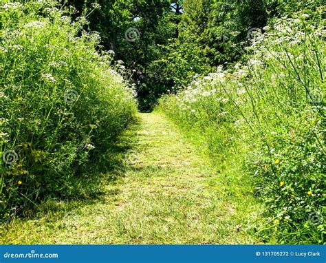 Grass path stock photo. Image of weeds, green, forward - 131705272