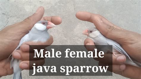 Silver Java Sparrow Male Female Difference Different Between Male