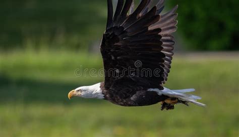 Bald Eagle Flying In Blue Sky Stock Image Image Of Marsh Bald 124614827