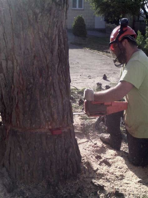 Tala De Arboles Y Palmeras En Zaragoza Arboreum