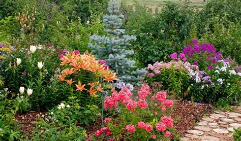 Флоксы многолетние: посадка и уход в открытом грунте, фото как ...