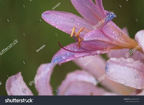 Raindrops On Purple Naked Lady Lily Stock Photo 2028644279 Shutterstock