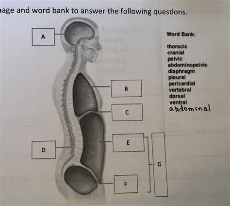 Body Cavities Diagram Quizlet