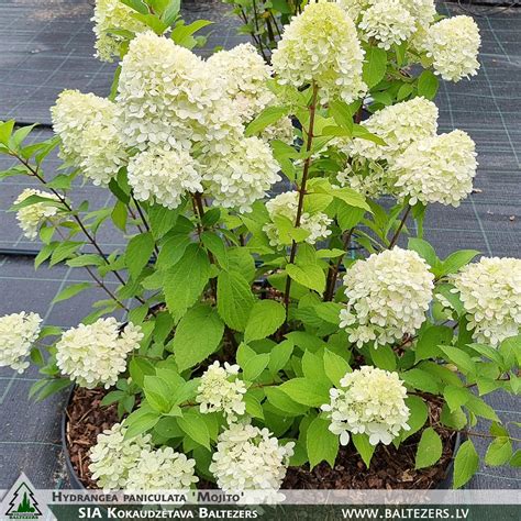 Hydrangea paniculata 'Mojito' – Kokaudzētava Baltezers