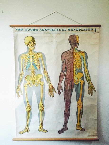 large vintage anatomy chart