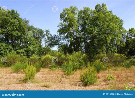 Mediterranean Vegetation Royalty Free Stock Photos - Image: 3115718