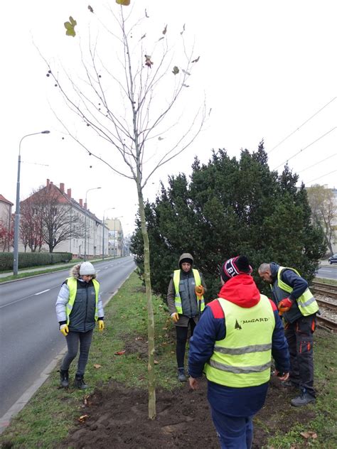 400 nowych drzew w Poznaniu Gdzie pojawiła się nowa zieleń