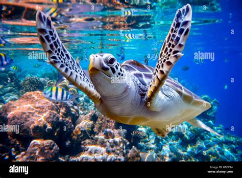 Sea turtle swims under water on the background of coral reefs. Maldives ...