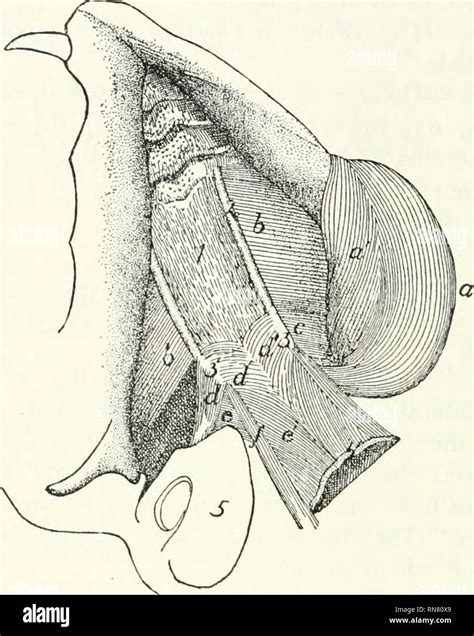 Stylomandibular Ligament